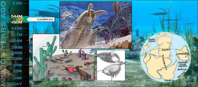 1cambrian
