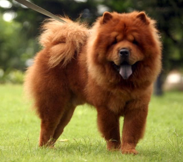 1Chow-Chow