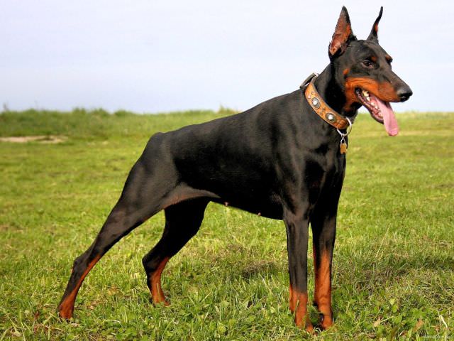 1Doberman
