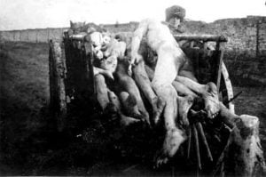 1foametea 1947