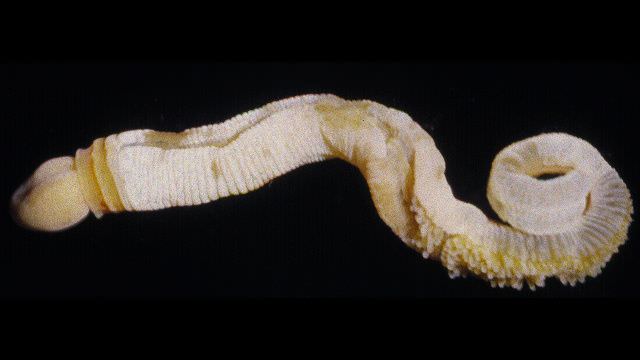 1fosila1