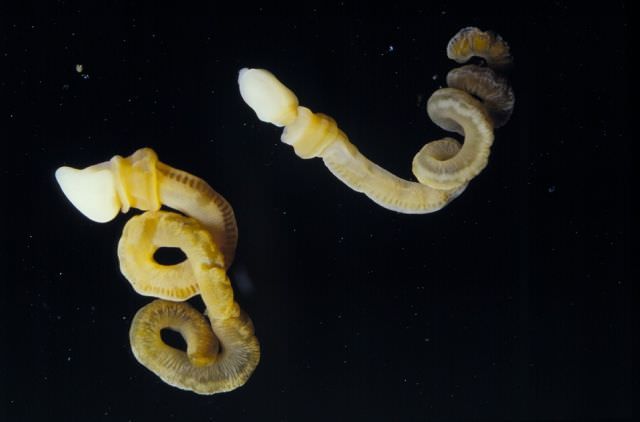 1fosila2
