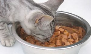 1alimentatie
