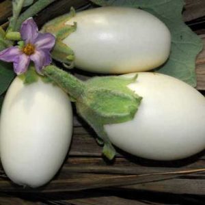 1vanata alba