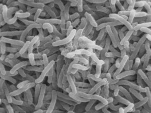 1Mycobacterium leprae