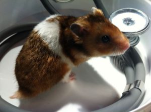 1hamster