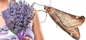 1alunga insectele
