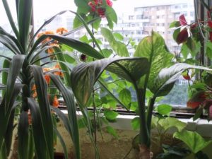1pesticid