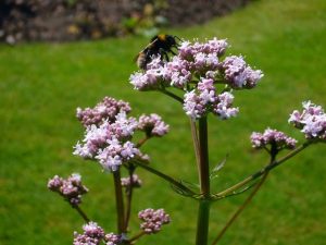 1Valeriana