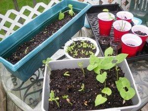 1fertilizator