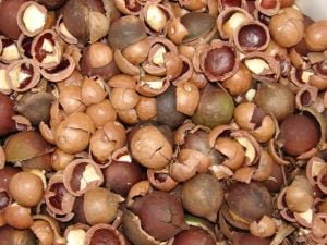 1macadamia