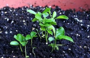 1plantele sa creasca
