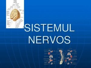 1sistemul nervos