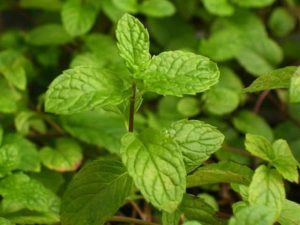 1Menta
