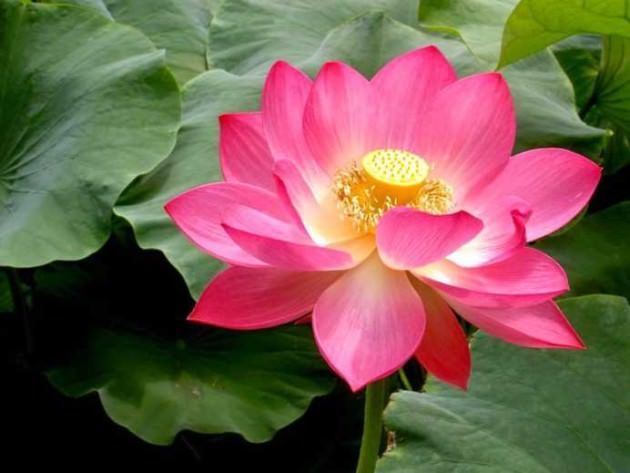lotus 7