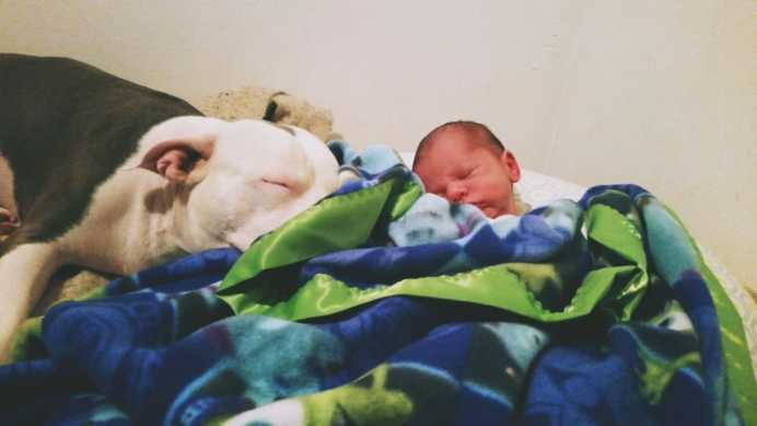 pitbull copil1