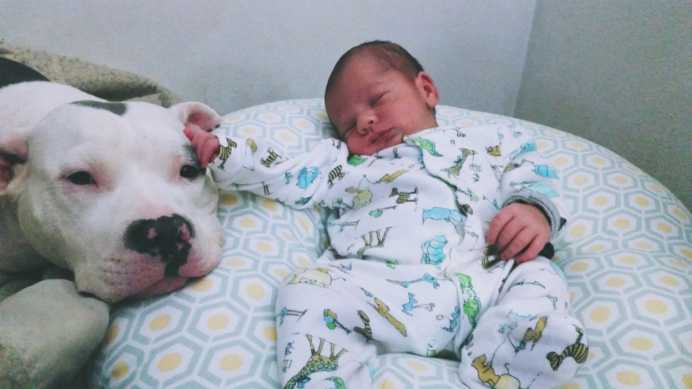 pitbull copil5