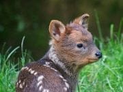 VIDEO: Un exemplar de pudú, cel mai mic cerb din lume, s-a nascut in Marea Britanie