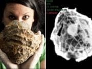 DESCOPERIRE: O perla de marimea unei mingi de golf s-ar putea afla intr-o scoica veche 145 de milioane de ani