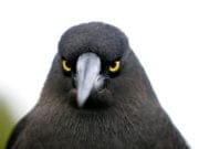 TOP 40: Cele mai furioase pasari! Vezi o Galerie FOTO Spectaculoasa!