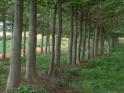 Compania Paulownia Romania va investi intr-o FABRICA MINUNE de curent in Ardeal! Megawatti din copacul minune!