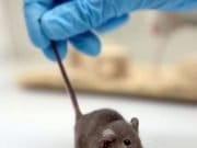 Un VIRUS MORTAL ameninta 39 de tari deja fiind semnalate trei decese in SUA