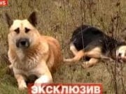 GEST EMOTIONANT: Un caine NU si-a parasit partenera care a murit, lovita de un autovehicul! Vezi VIDEO