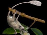 PURGATORIUS: Cum arata primul stramos al omului! FOTO