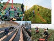 Locuri de munca in agricultura! Vezi in ce tari se angajeaza!