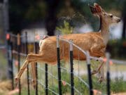 TOP Cele mai frumoase fotografii cu animale ale anului 2012! GALERIE FOTO