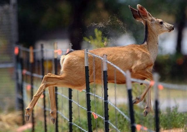 TOP Cele mai frumoase fotografii cu animale ale anului 2012! GALERIE FOTO0