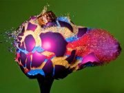 IMAGINI CREATIVE! Distrugerea artistica a ornamentelor de Craciun! GALERIE FOTO