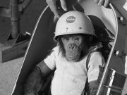 Animale care au deschis drumul oamenilor catre cucerirea Universului! GALERIE FOTO
