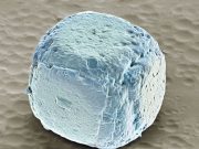 Cele mai populare alimente examinate sub microscop! GALERIE FOTO