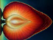 Intra in lumea fructelor translucide! GALERIE FOTO