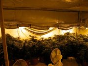 Sapte laboratoare de producere a cannabis-ului au fost descoperite in Bucuresti! VIDEO
