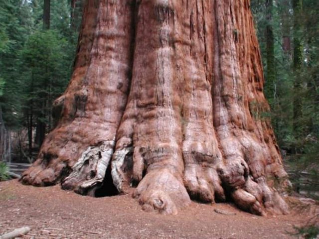 TOP 10 Cei mai batrani arbori din lume! GALERIE FOTO0