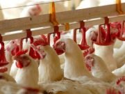 Ferma de pui cu Salmonella, descoperita in Romania!