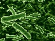 TOP 10 Cele mai populare BACTERII din lume! FOTO