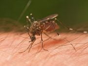 TOP 10 Cele mai periculoase insecte pe care nu le bagi in seama! FOTO