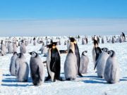 TOP 10 Lucruri interesante despre pinguini! FOTO