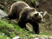 Începe împușcarea urșilor care fac probleme. Ministrul Mediului anunță echipe formate de jandarmi şi vânători, în 24 de ore!