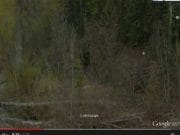 Aparitie INFRICOSATOARE intr-o padure din Canada surprinsa de pe Google Earth! VIDEO