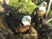 Aceasta pereche de VULTURI a generat peste 19 milioane de vizualizari! VIDEO LIVE