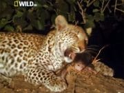 Care crezi ca este mai puternic: instinctul de MAMA sau de PRADATOR? Un leopard a ucis fara mila o mama babuin dar continuarea ESTE HALUCINANTA!