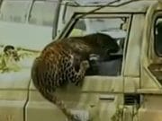 Care crezi ca este primul lucru pe care il face acest LEOPARD scapat din captivitate!? IMAGINI SOCANTE!