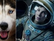 OSCARURILE CANINE 2013! Cainele din filmul „Gravity”, marele castigator! VIDEO