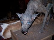 Chupacabra, CAINELE-VAMPIR care a TERORIZAT oamenii din patru sate! VIDEO