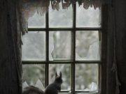 DESCOPERIRE ULUITOARE care ne invata multe: Sute de animale convietuiesc intr-o casa abandonata din padure!
