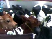 Adevarul cutremurator din spatele preparatelor din carne – video interzis persoanelor sensibile si copiilor!